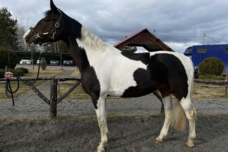 Another horse saved from Ukraine and came to our stable